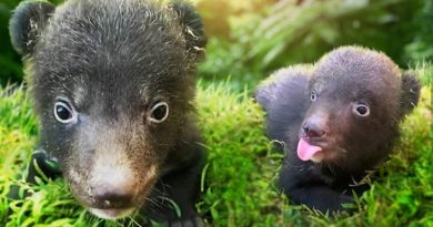Bayi Beruang Hitam Himalaya Menjadi Anggota Baru Taman Safari Bali