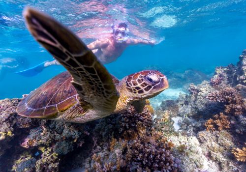 Menyelami Surga Laut Ningaloo Reef yang Wajib Dicoba