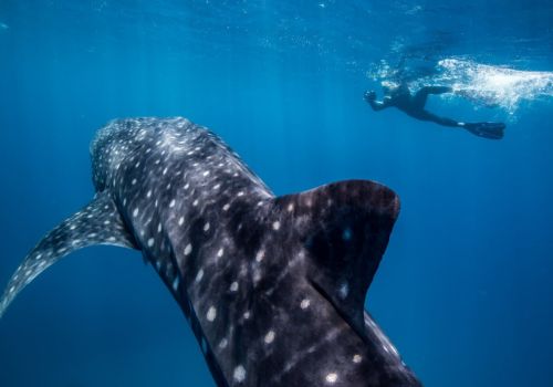Menyelami Surga Laut Ningaloo Reef yang Wajib Dicoba